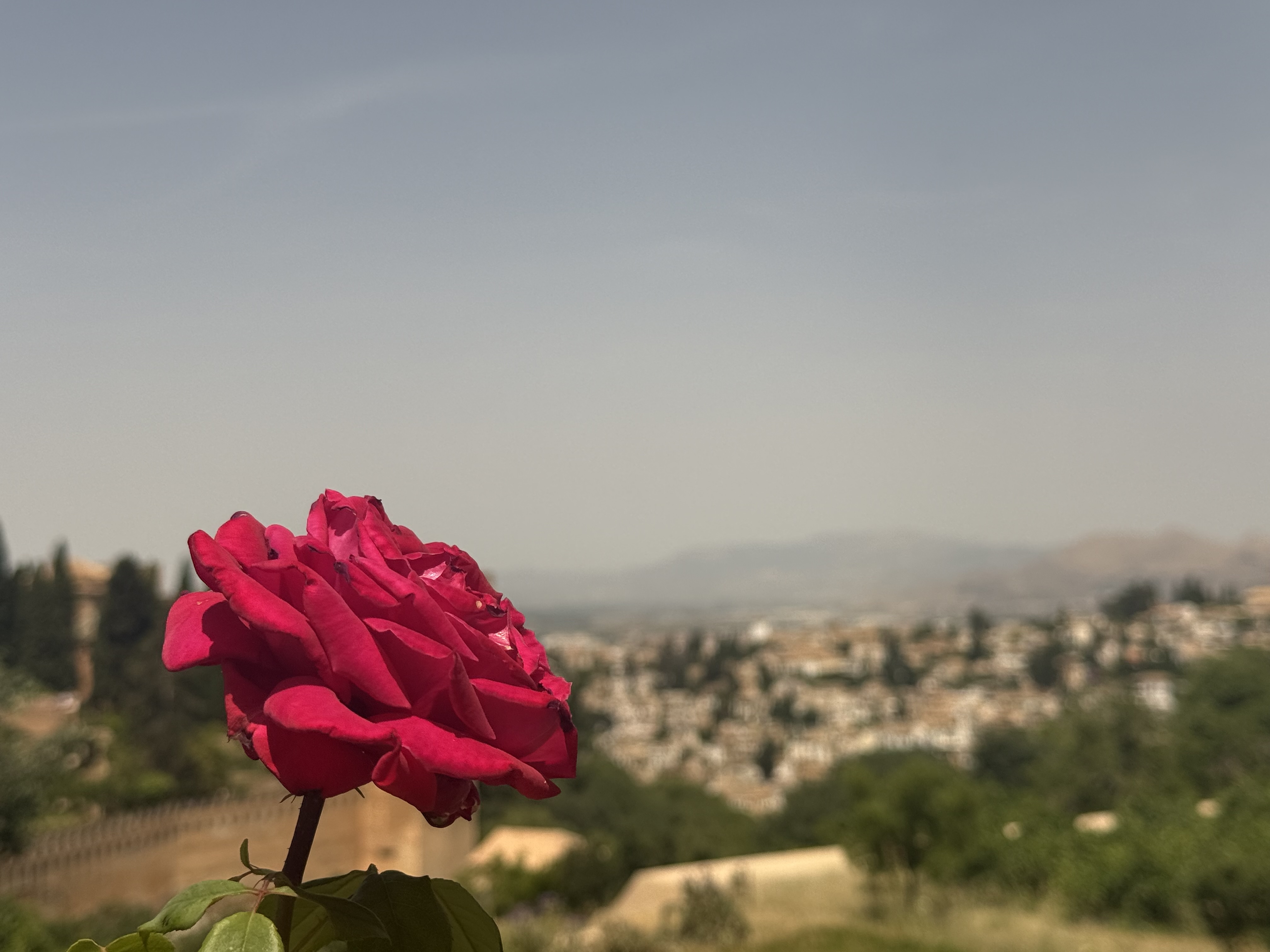 Red Flower in Front of a View of Granada