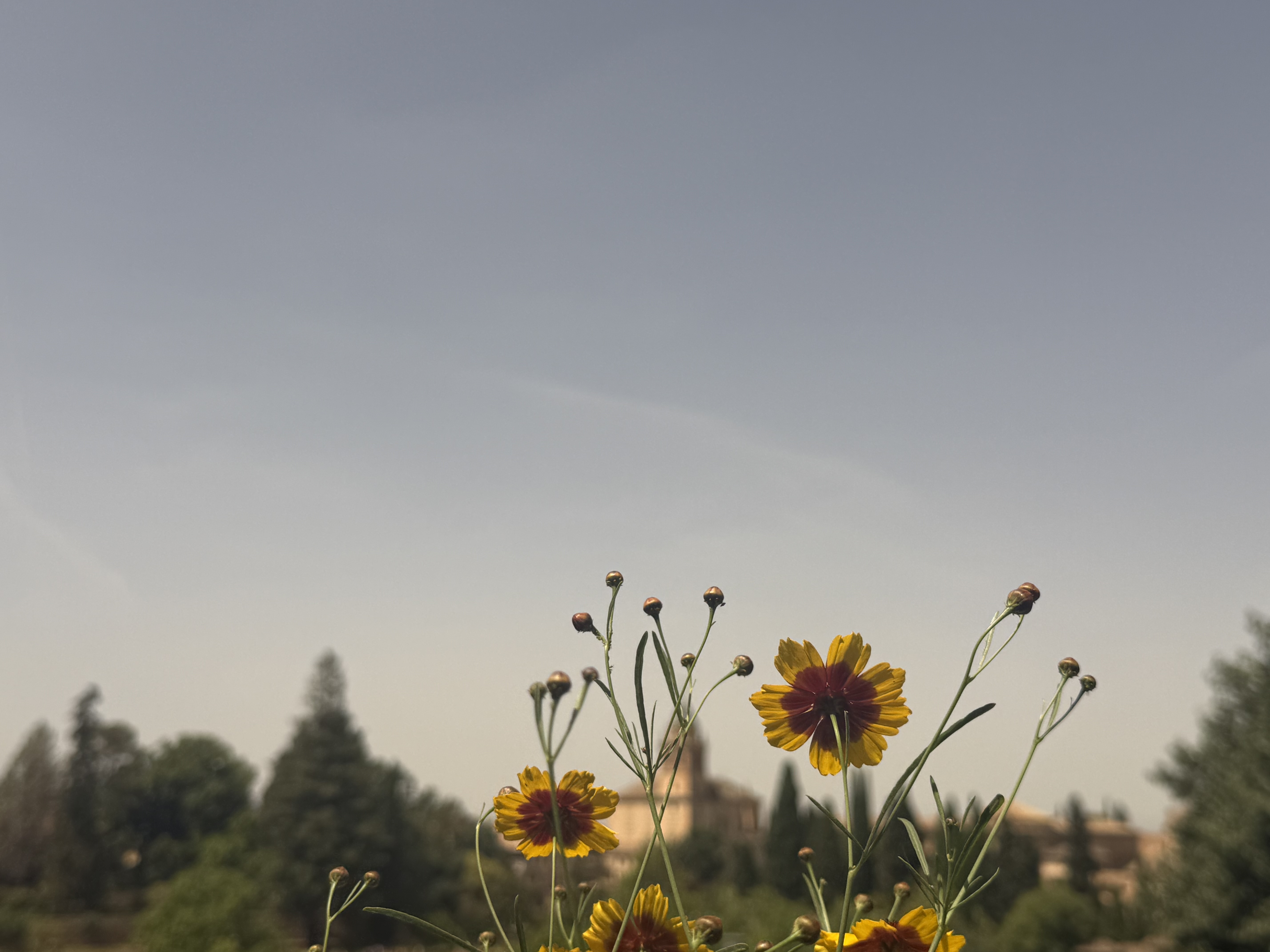 Yellow Flowers in Front of a View of Granada