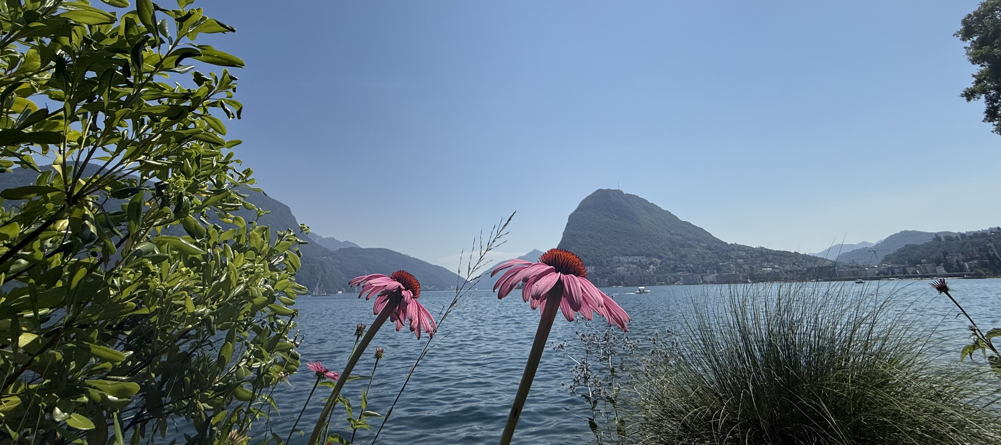 Cone Flowers in Front of the Lake