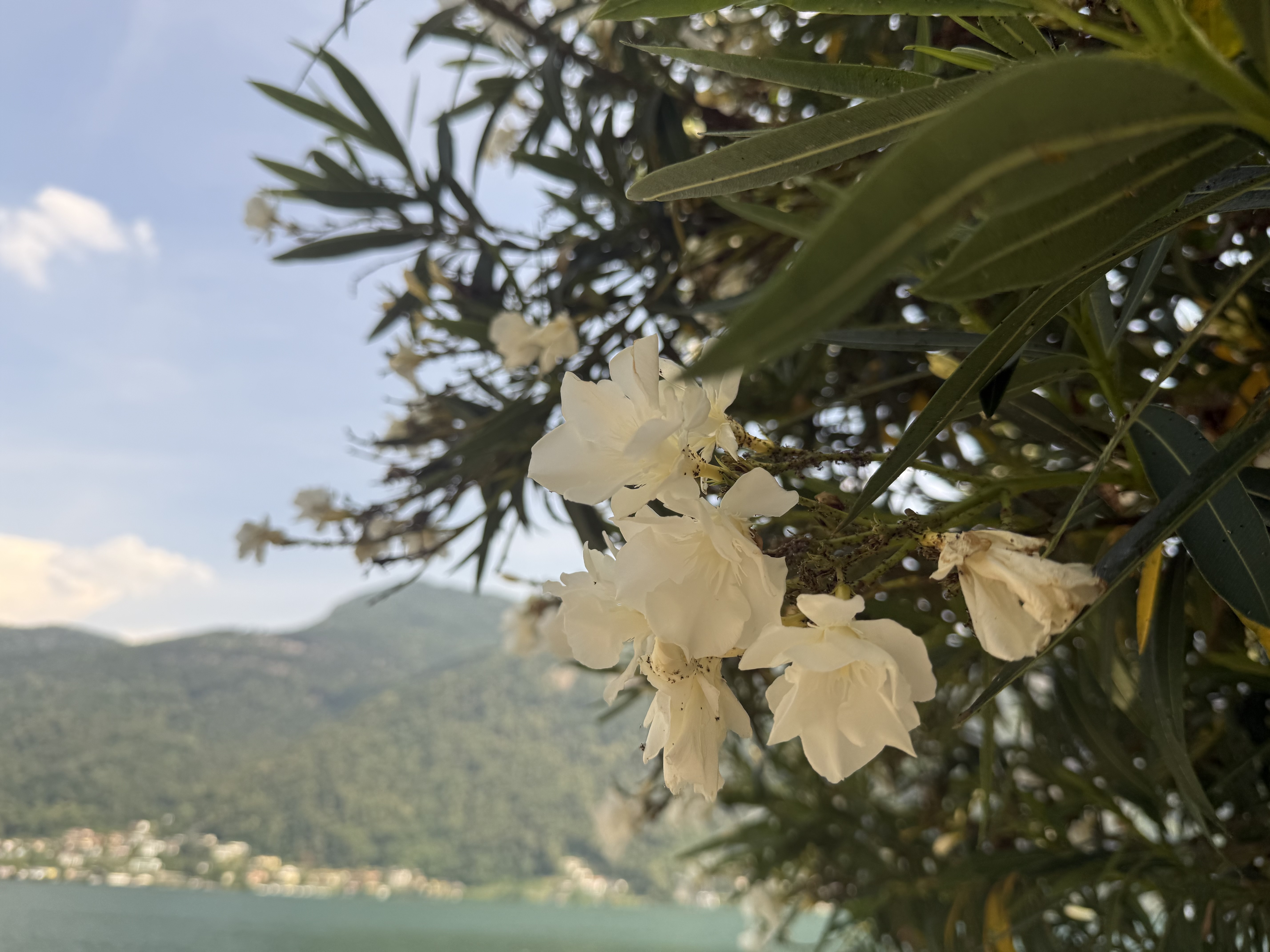Flowers and A View