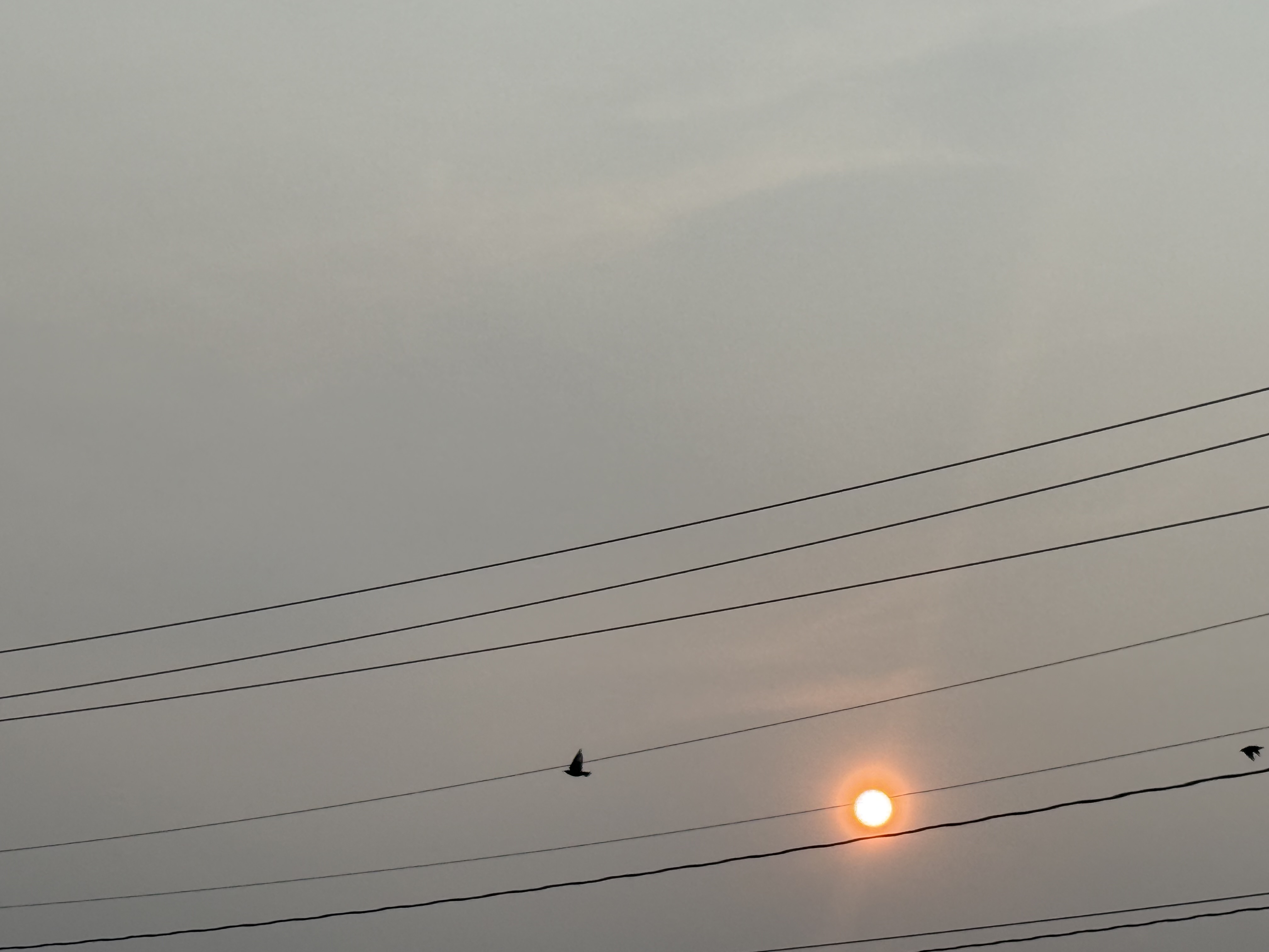 The Sun through the Haze with Birds Flying